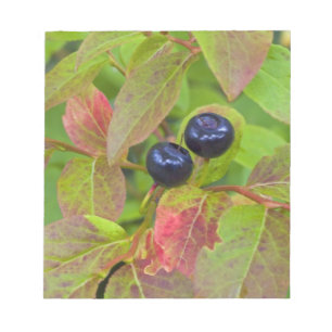 Bloc-note Myrtille mûre dans le Flathead National