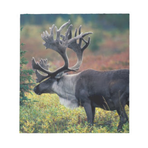 Bloc-note NA, États-Unis, Alaska, Denali NP, Bull caribou 3