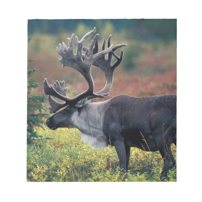 Bloc-note NA, États-Unis, Alaska, Denali NP, Bull caribou 3 (Devant)