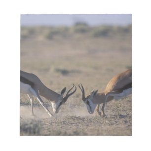 Bloc-note Namibie, parc national d'Etosha, Deux mâles