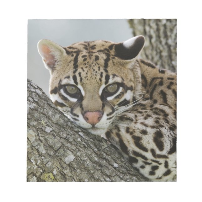 Bloc-note Ocelot, Felis pardalis, captif, femelle au repos 2 (Devant)
