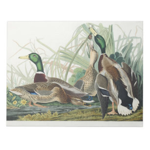 Bloc-note Œuvre d'art faunique de canard colvert Audubon vin