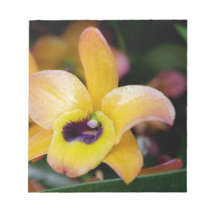 Bloc-note Orchidée du coucher de soleil
