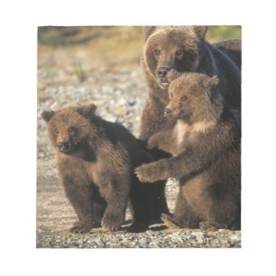 Bloc-note Ours brun, grizzly, truie avec des oursons sur la 