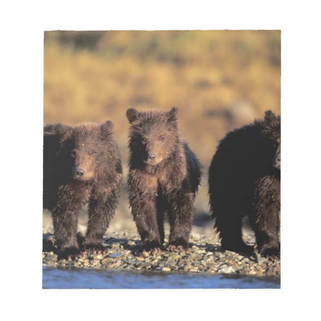 Bloc-note Ours grizzli, ours brun, oursons, Katmai National (Devant)