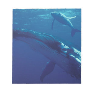 Bloc-note Pacifique Sud, Tonga. baleine à bosse et baleineau