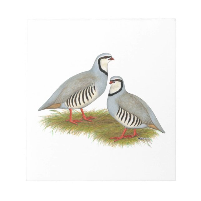 Bloc-note Paire de perdrix de Chukar (Devant)