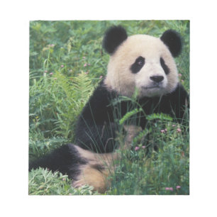 Bloc-note Panda géant dans l'herbe, vallée de Wolong, Sichua
