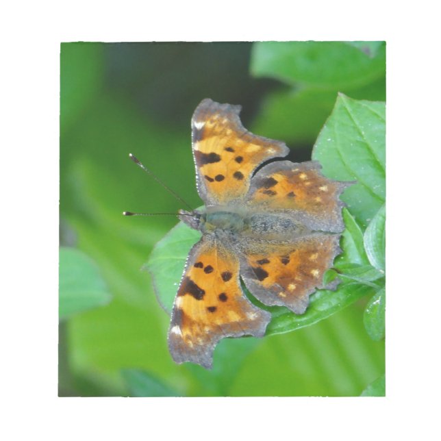 Bloc-note Papillon orange (Devant)