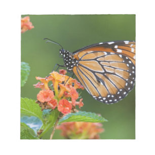 Bloc-note Papillon soldat (Danaus eresimus) en train de se n