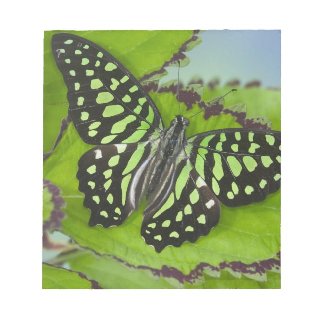 Bloc-note Papillon sur fond vert (Devant)