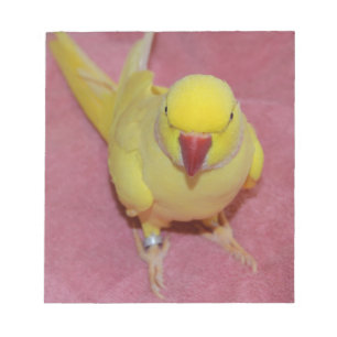 Bloc-note Perruche adorable de Ringneck d'Indien de Lutino