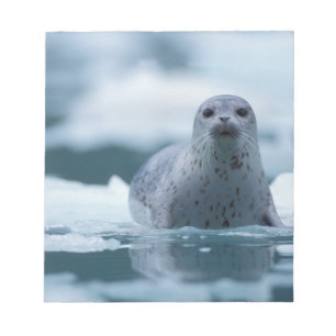 Bloc-note phoque commun du pacifique, Phoca vitulina richard