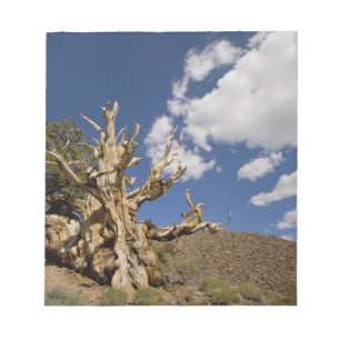 Bloc-note pin à Bristlecone dans la forêt ancienne de Bris