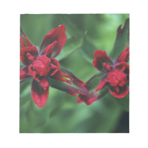 Bloc-note Pinceau indien, Banff NP, Alberta, Canada 2