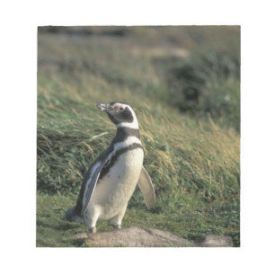 Bloc-note Pingouin magellanique (Spheniscus magellanicus),
