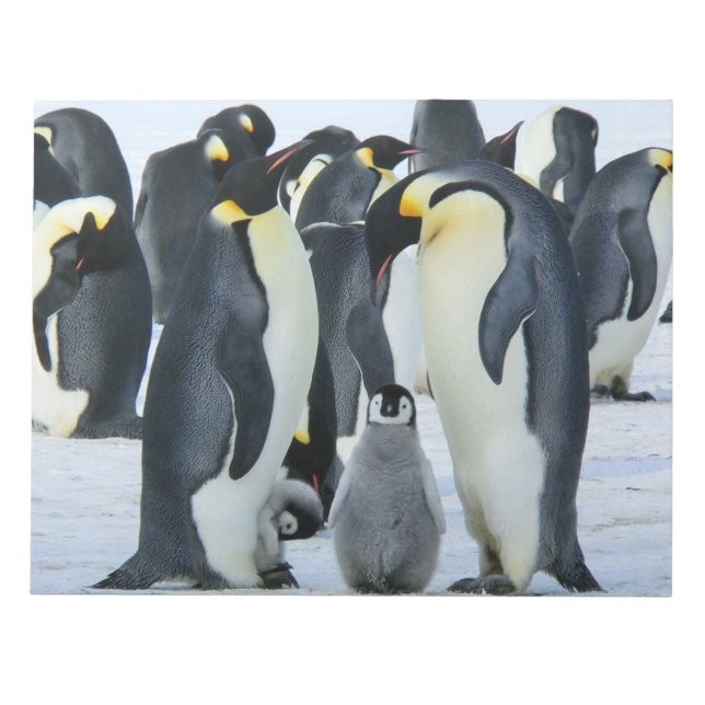 Bloc-note Pingouins empereurs (Devant)