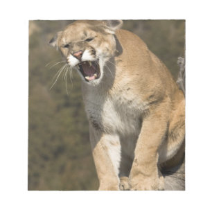 Bloc-note Pomme ou lion de montagne, pomme concolor, Captif