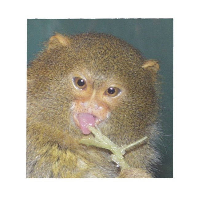 Bloc-note pygmymarmoset10x10 (Devant)