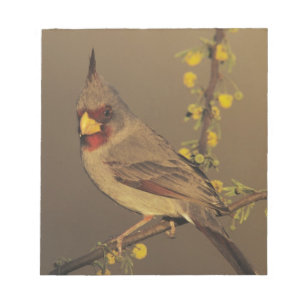 Bloc-note Pyrrhuloxia, Cardinalis sinuatus