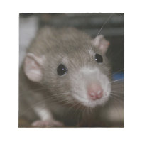 Rat curieux