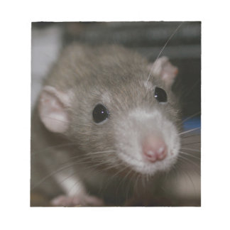 Bloc-note Rat curieux