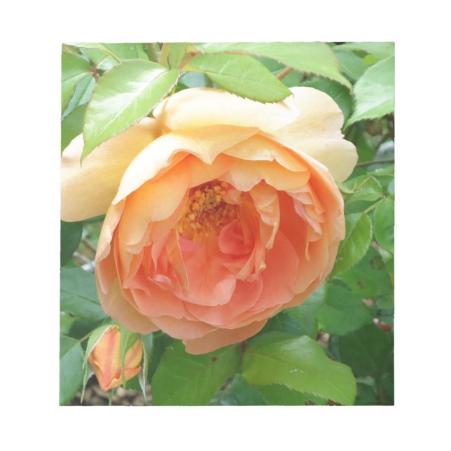 Bloc-note Rose orange (Devant)