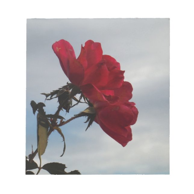 Bloc-note Roses rouges contre un ciel bleu vif (Devant)