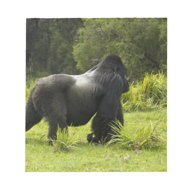 Bloc-note Rwanda, Parc national des volcans (Devant)