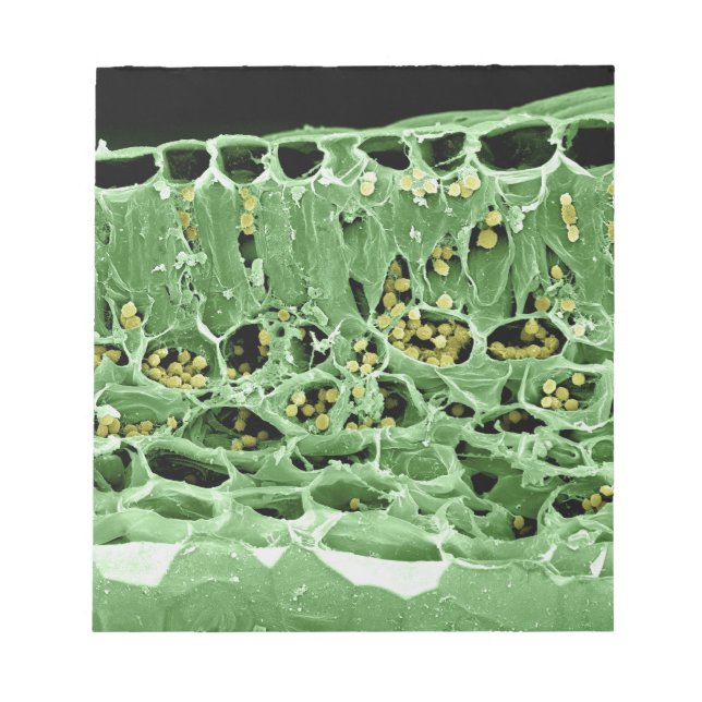 Bloc-note Section transversale de la feuille (Devant)