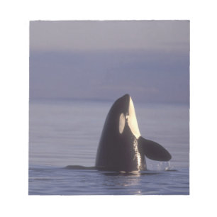 Bloc-note Spyhopping Orca Killer Whale (Orca orcinus) près d