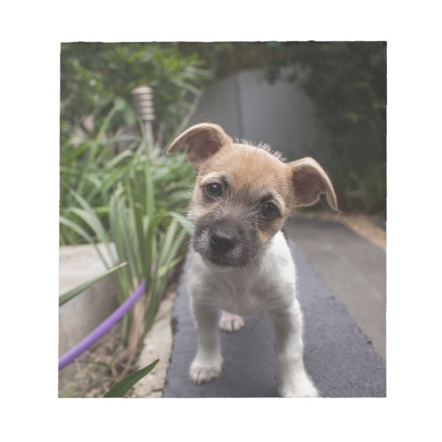 Bloc-note Super mignonne chiot Terrier à la frontière (Devant)