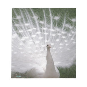 Bloc-note Superbe blanc Peacock ( Paon) plein plume
