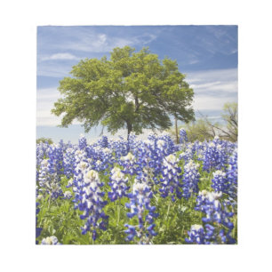 Bloc-note Texas bluebonnets (lupinus texensis) et chêne