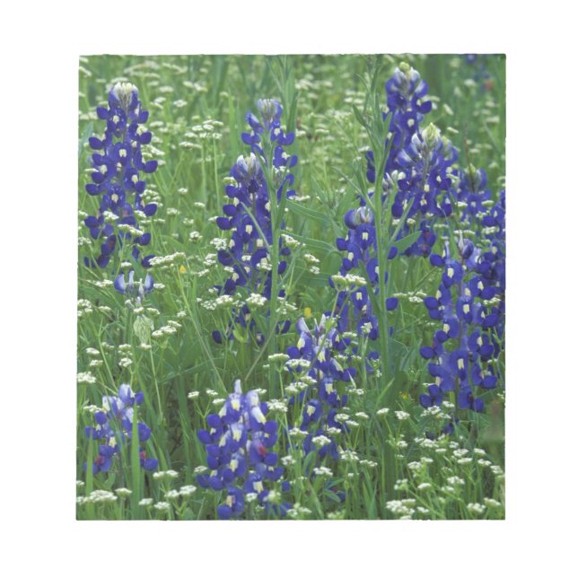 Bloc-note Texas, Lac Buchanan. Texas Bluebonnet et Wild (Devant)