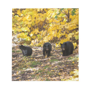 Bloc-note Three Bears