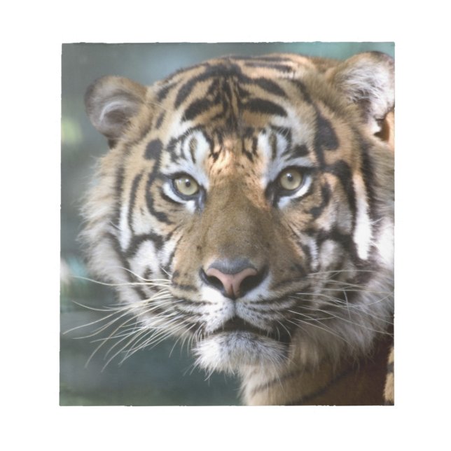 Bloc-note Tigre de Sumatra mâle (Panthera tigris sumatrae) (Devant)