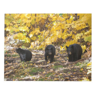 Bloc-note Trois ours