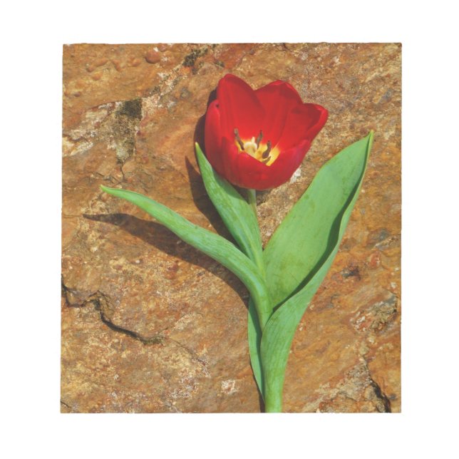 Bloc-note Tulipe jaune et rouge (Devant)