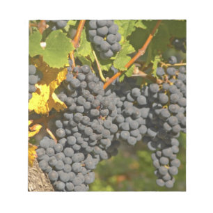 Bloc-note Un cep de vigne avec des grappes de raisin Merlot