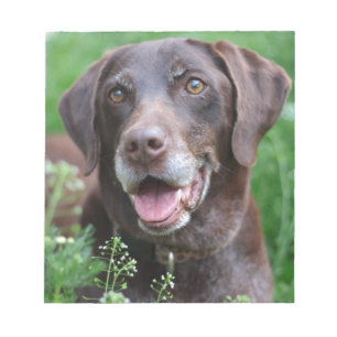 Bloc-note Un chien de pointer allemand à cheveux courts dans