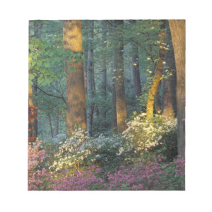 Bloc-note USA, Géorgie, Callaway Gardens, forêt d'Azalea.