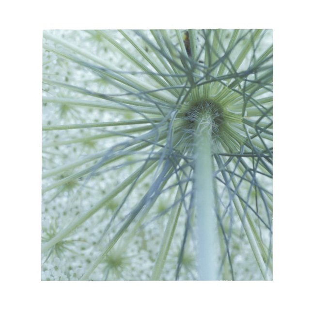 Bloc-note USA, Michigan. La dentelle de la reine-Anne vue de (Devant)