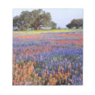 USA, Texas, Llano. Bluebonnets et redbonnets