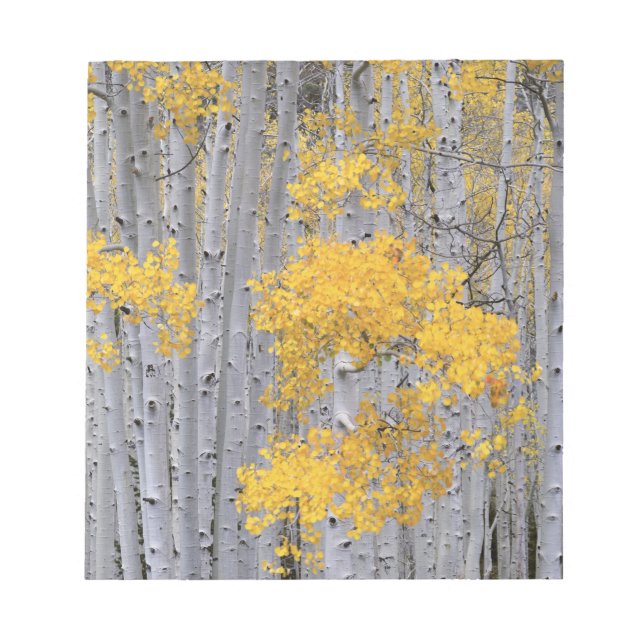 Bloc-note UTAH. États-Unis Tourbière (Populus tremuloides) e (Devant)
