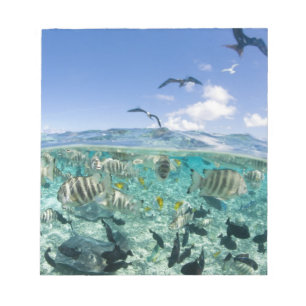 Bloc-note voyage safari dans un lagon avec des raies