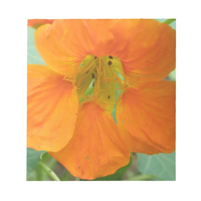 Bloc-notes à jolie fleur de Nasturtium orange (Devant)