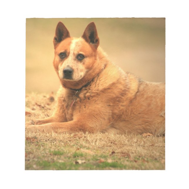 Bloc-notes australien pour chien de bétail rouge (Devant)