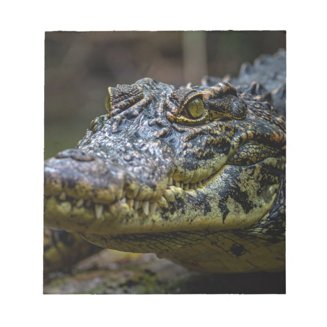 Bloc-notes Crocodile (Devant)