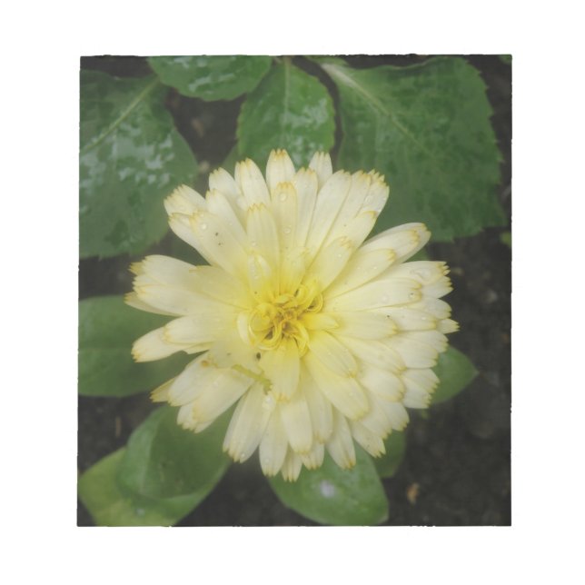 Bloc-notes Little Yellow Marigold (Devant)